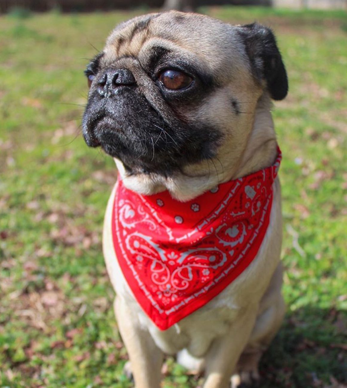 Custom Printed Pet Bandanas
